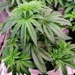 Big Bazooka - Anesia Seeds