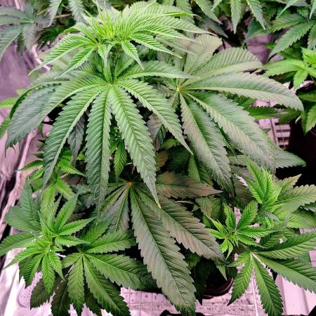 Big Bazooka - Anesia Seeds