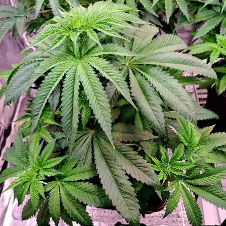 Big Bazooka - Anesia Seeds