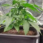 Papaya Zoap by Sweet Seeds