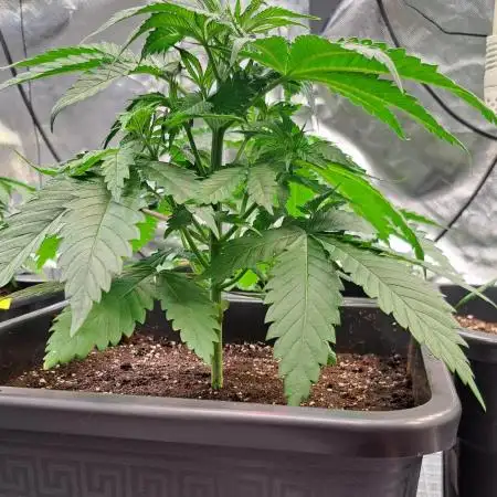Papaya Zoap by Sweet Seeds