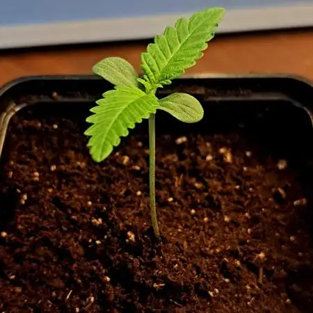 Papaya Zoap by Sweet Seeds