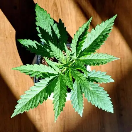Sleepy Joe - Anesia Seeds