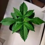 Red Hot Cookies by sweet seeds