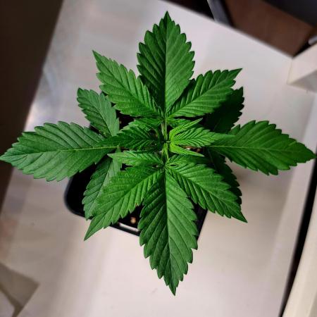 Red Hot Cookies by sweet seeds