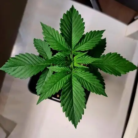 Red Hot Cookies by sweet seeds