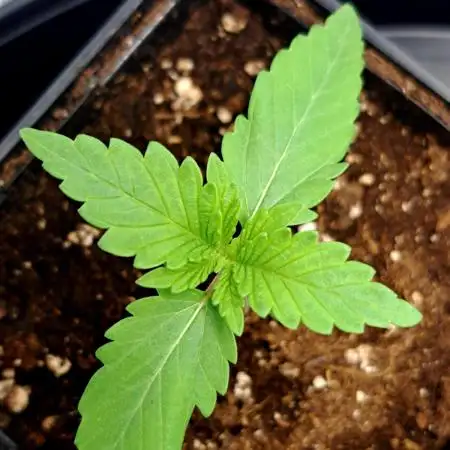 Big Bazooka - Anesia Seeds