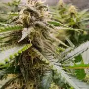 Sleepy Joe - Anesia Seeds