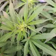 Papaya Zoap by Sweet Seeds