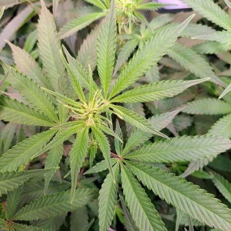 Papaya Zoap by Sweet Seeds