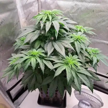 Sweet Cherry Pie by sweet seeds