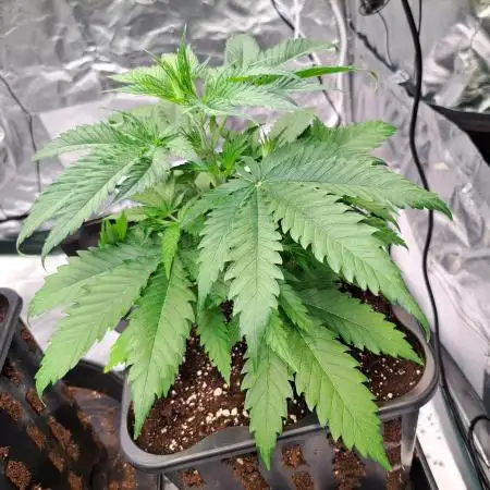 Sleepy Joe - Anesia Seeds