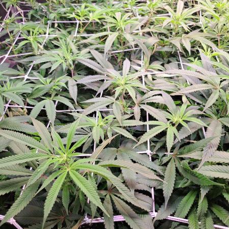 Big Bazooka - Anesia Seeds