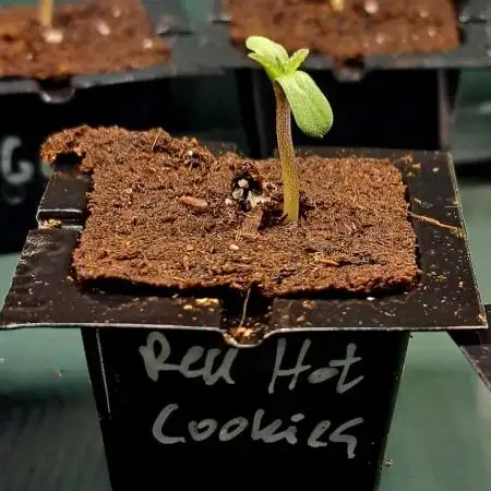 Red Hot Cookies by sweetseeds