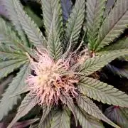 Sweet Cherry Pie by sweet seeds