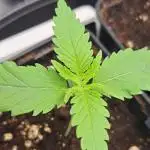 Sleepy Joe - Anesia Seeds