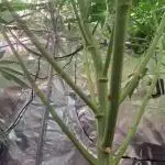 Papaya Zoap by Sweet Seeds