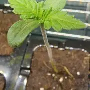 Project Ethos Genetics