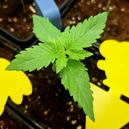 Sweet Cherry Pie by sweet seeds
