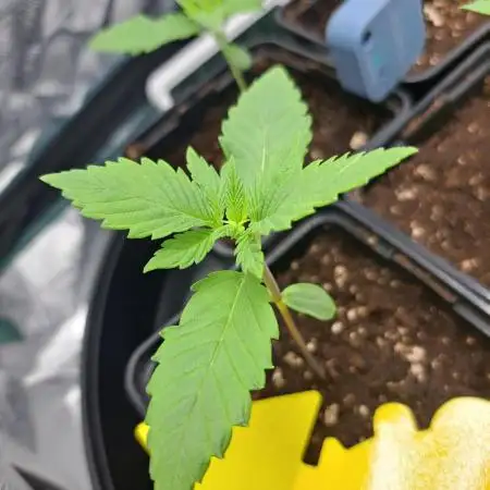 Red Hot Cookies by sweet seeds