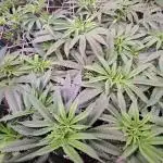 Big Bazooka - Anesia Seeds