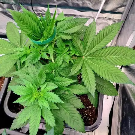 Frozen cherry runtz - Growers Choice