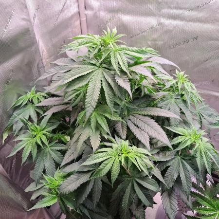 Sweet Cherry Pie by sweet seeds