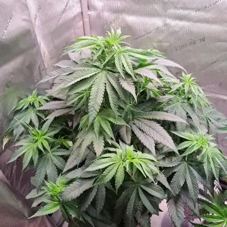 Sweet Cherry Pie by sweet seeds
