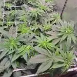 Red Hot Cookies by sweet seeds