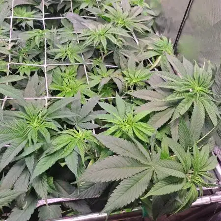 Red Hot Cookies by sweet seeds