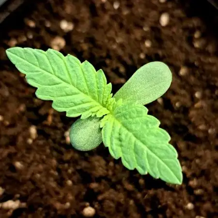 Frozen cherry runtz - Growers Choice