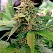 Papaya Zoap by Sweet Seeds