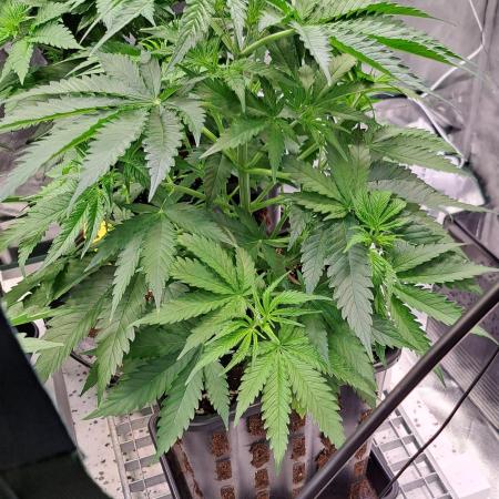 Sleepy Joe - Anesia Seeds