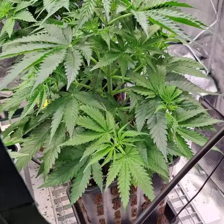 Sleepy Joe - Anesia Seeds