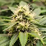 Sweet Cherry Pie by sweet seeds