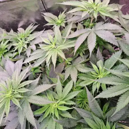 Red Hot Cookies by sweet seeds