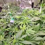 Papaya Zoap by Sweet Seeds
