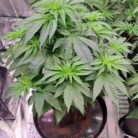 Sweet Cherry Pie by sweet seeds