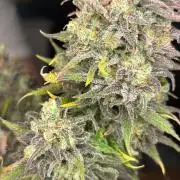 Sleepy Joe - Anesia Seeds