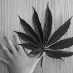 Big Bazooka - Anesia Seeds
