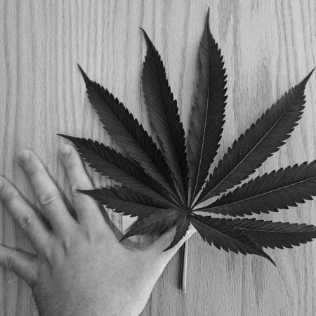 Big Bazooka - Anesia Seeds