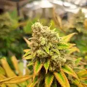 Papaya Zoap by Sweet Seeds