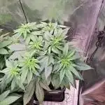 Red Hot Cookies by sweet seeds