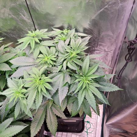 Red Hot Cookies by sweet seeds