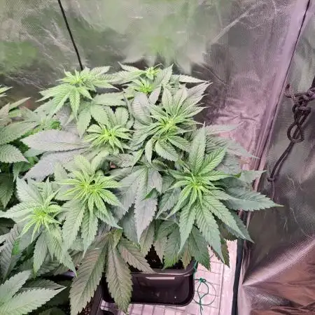 Red Hot Cookies by sweet seeds