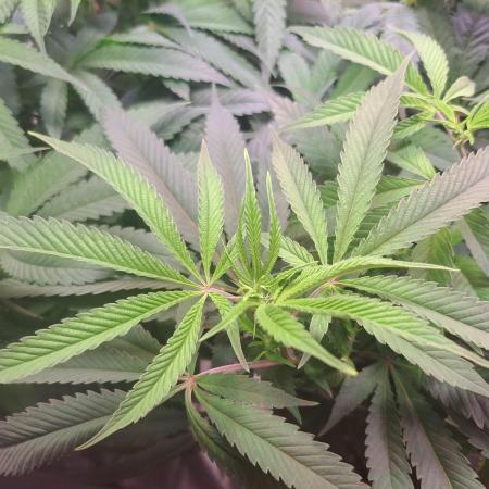 Big Bazooka - Anesia Seeds