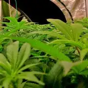 Frozen cherry runtz - Growers Choice