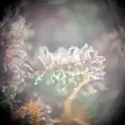 Red Hot Cookies by sweet seeds