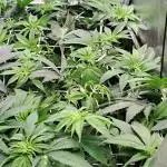 Frozen cherry runtz - Growers Choice