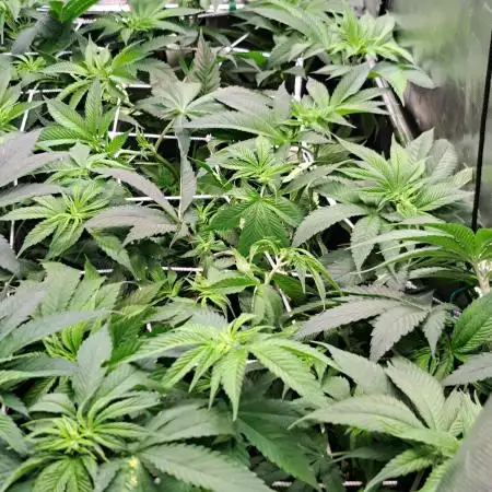 Frozen cherry runtz - Growers Choice
